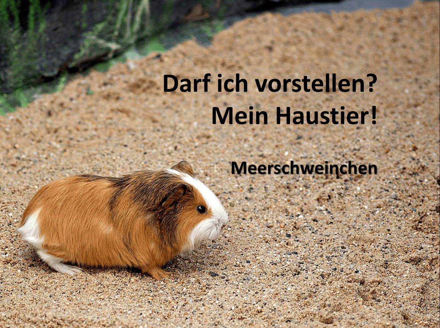 Darf ich vorstellen? - Mein Haustier!